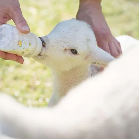Prázdninový dům In A Wooded Area On Faak