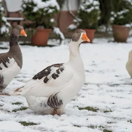 In A Wooded Area On Faak