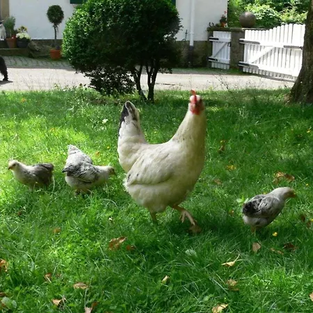 In A Wooded Area On Faak Altenbeken