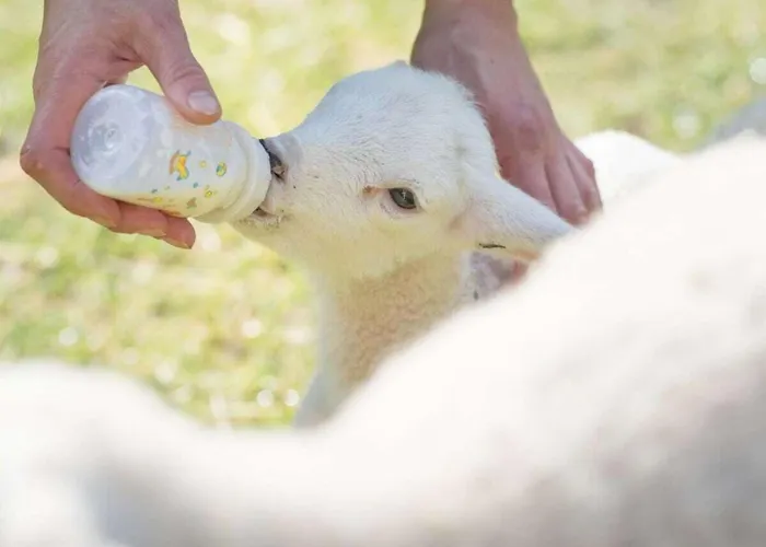 Vakantiehuis In A Wooded Area On Faak