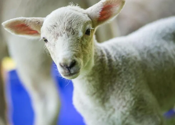 Vakantiehuis In A Wooded Area On Faak Altenbeken