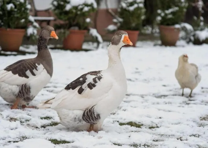 In A Wooded Area On Faak