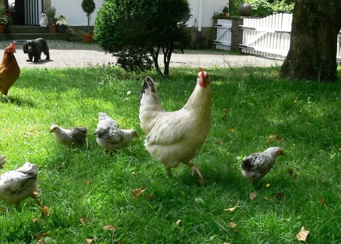 In A Wooded Area On Faak Altenbeken